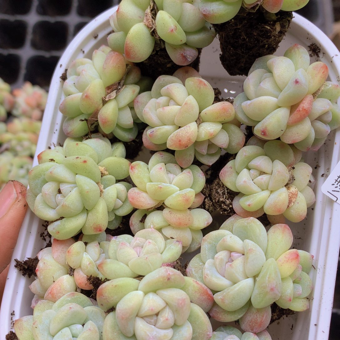 我要去买东西吃啊063