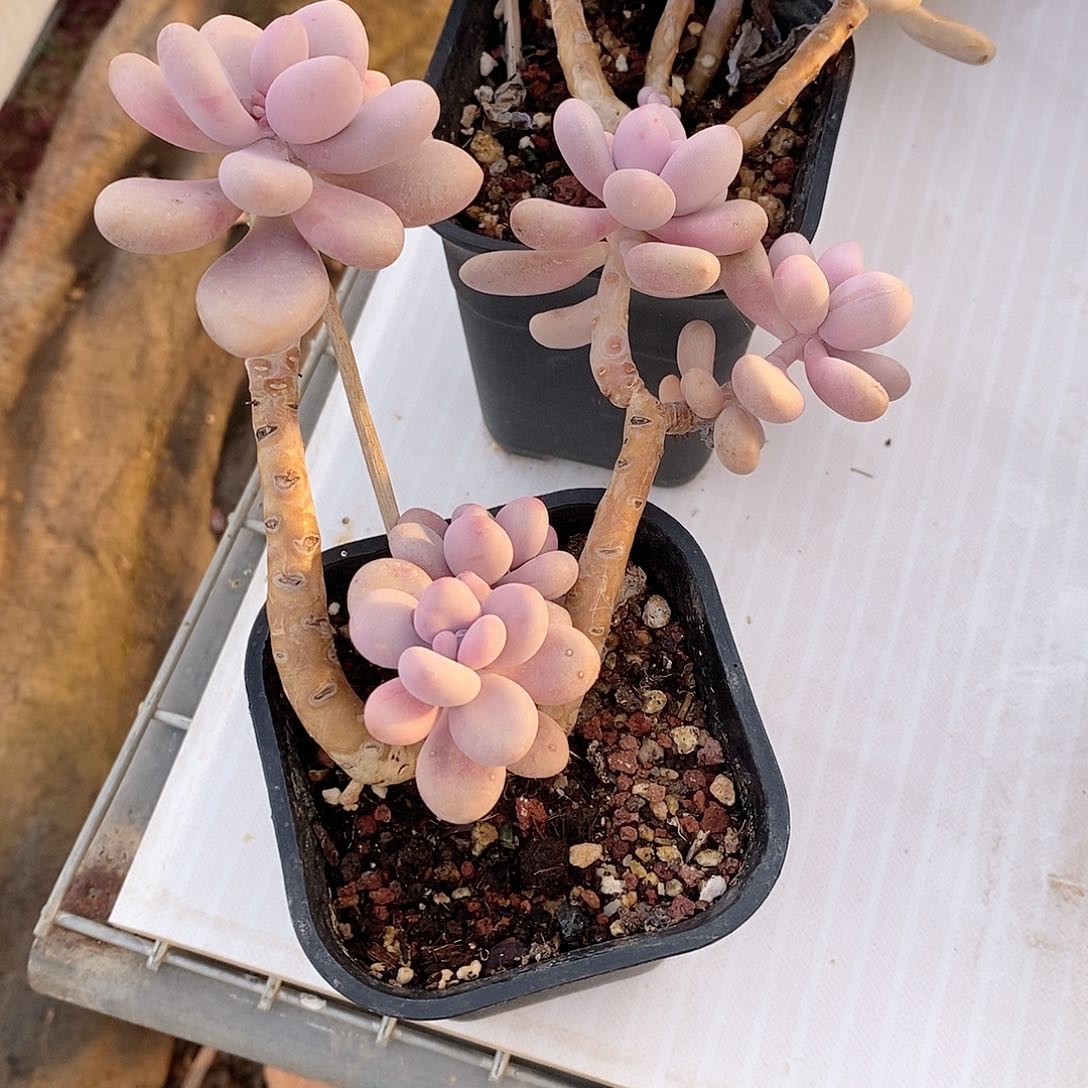 桃蛋多肉植物老桩多肉