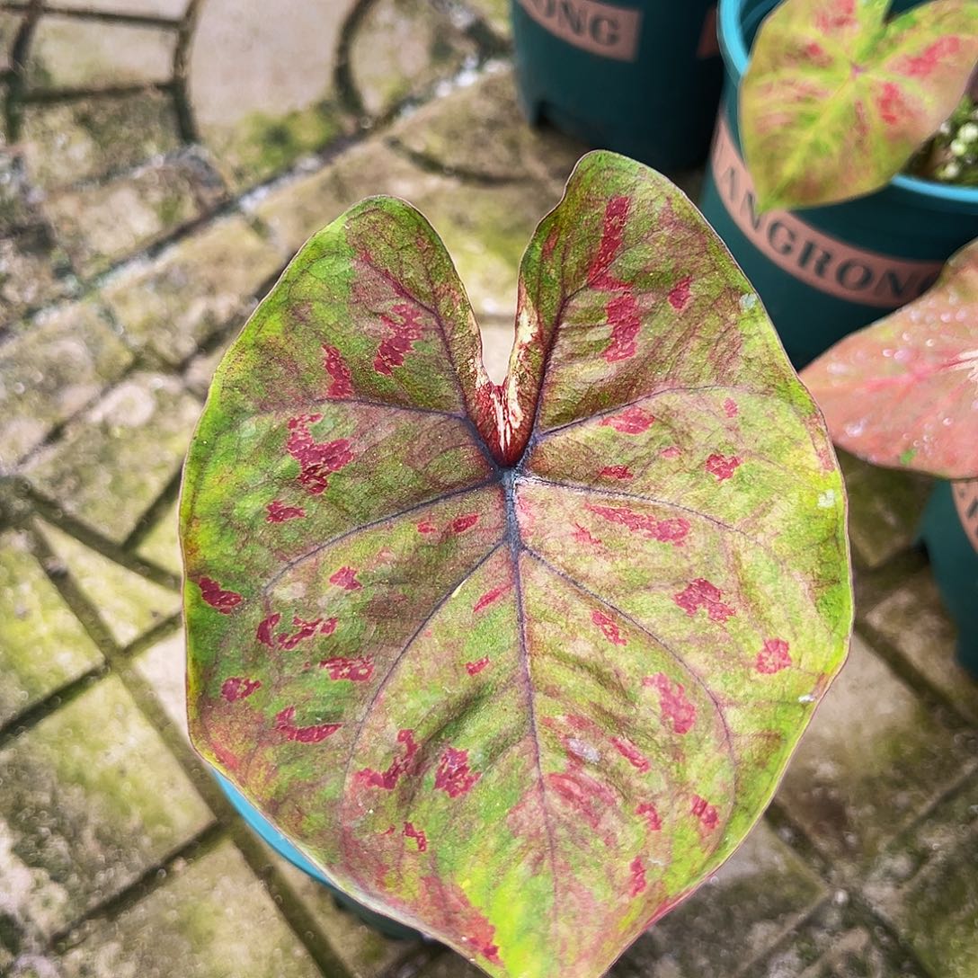 Y***g完全开放一物一拍6113