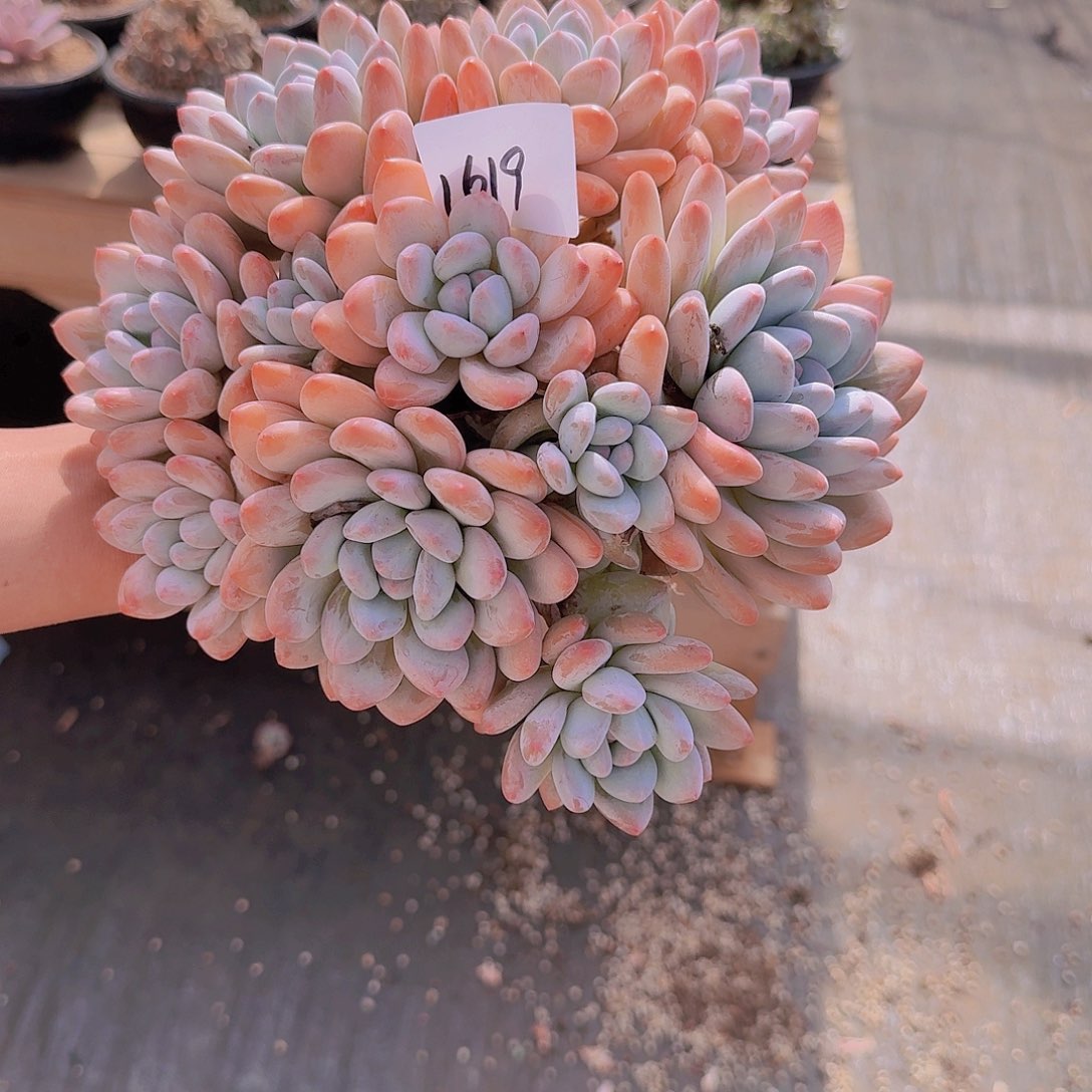 一***阳1619香水多肉植物