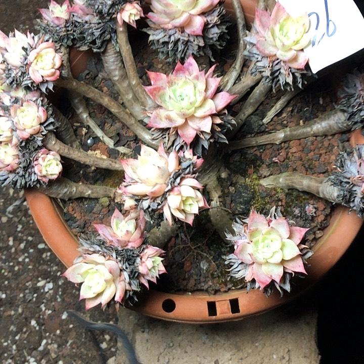 马*26////////////////