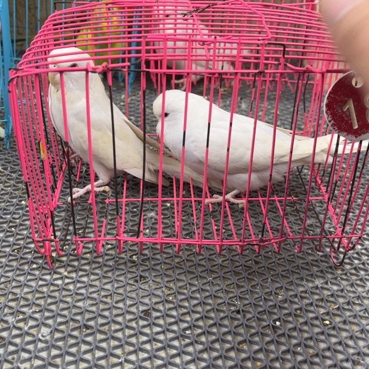 琉***℡虎皮鹦鹉虎皮鹦鹉