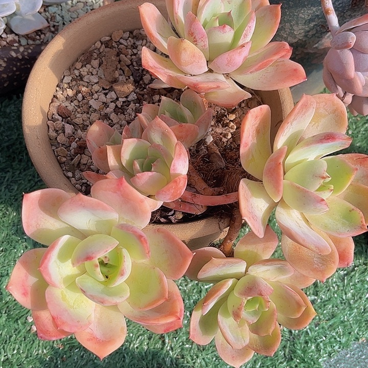 恋曲0422多肉植物