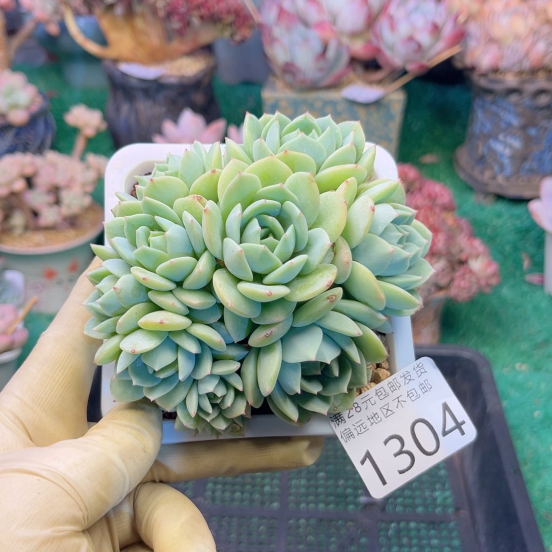 大1304:？z g zh c b n