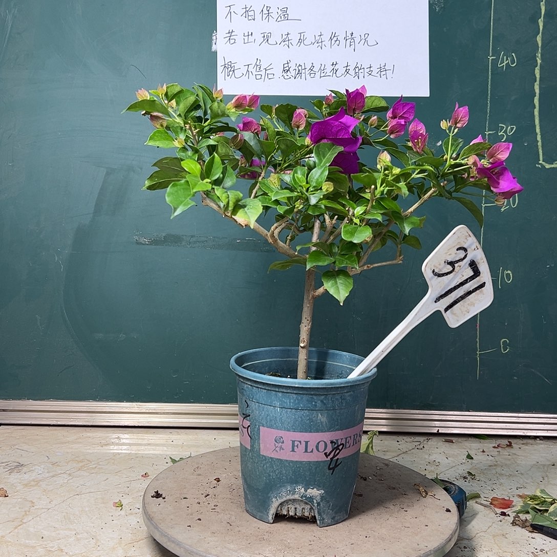 完全开放  沙斑安格斯  371