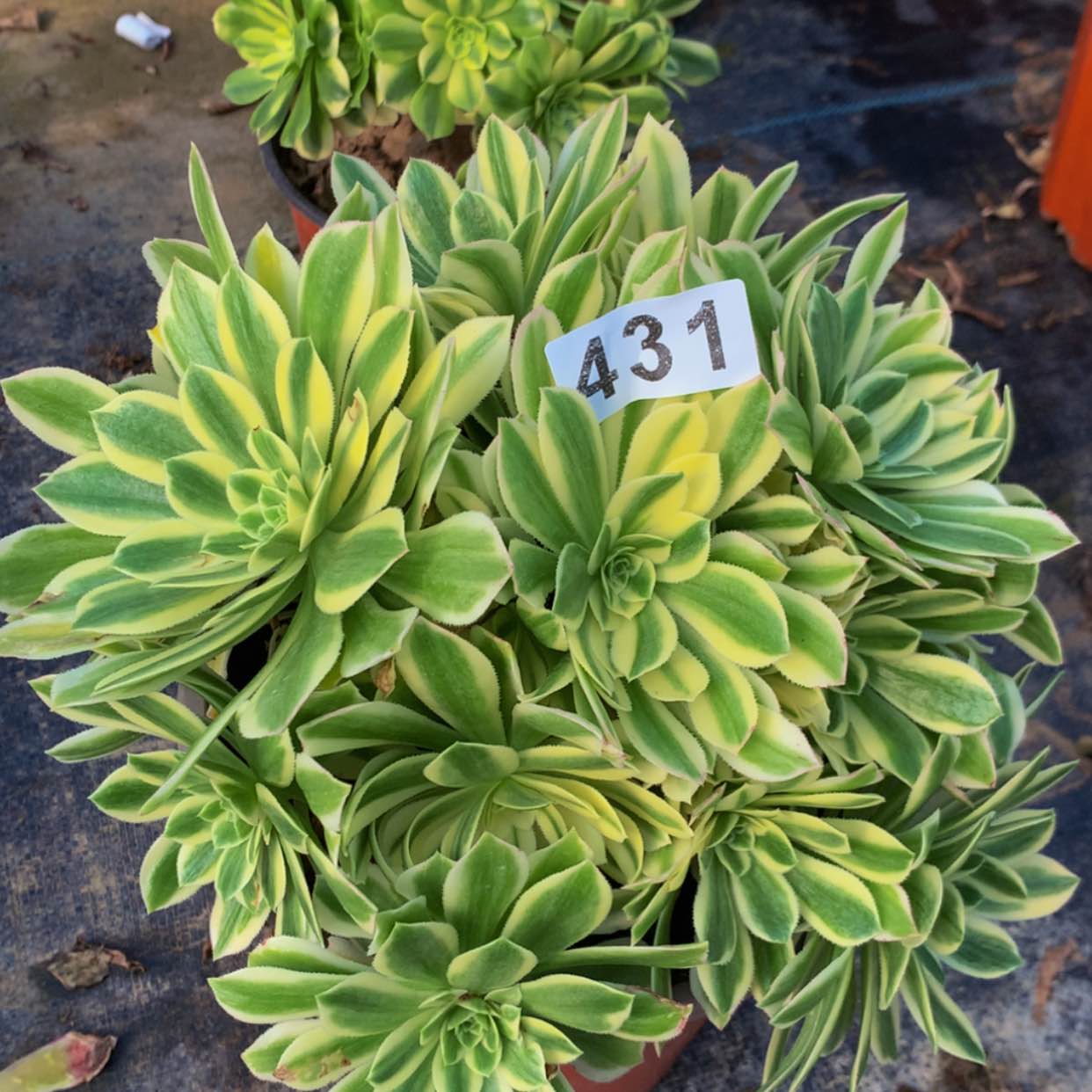 【闪购商品】431颜宁多肉