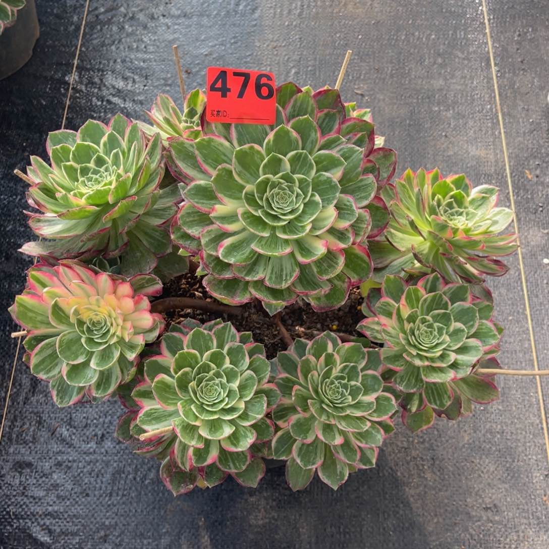 476多肉法师万花筒