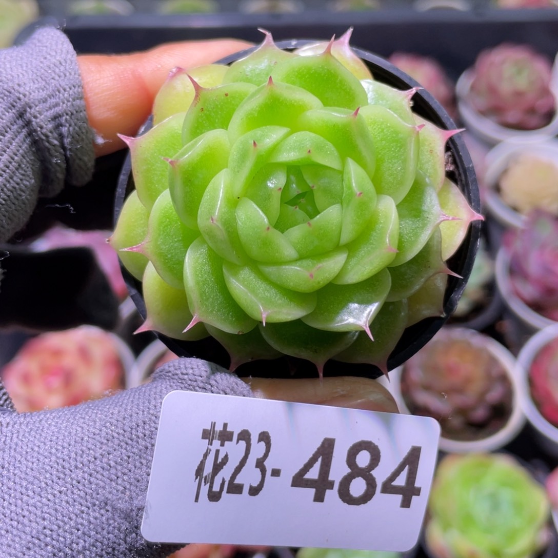 花利美23-484麦秆