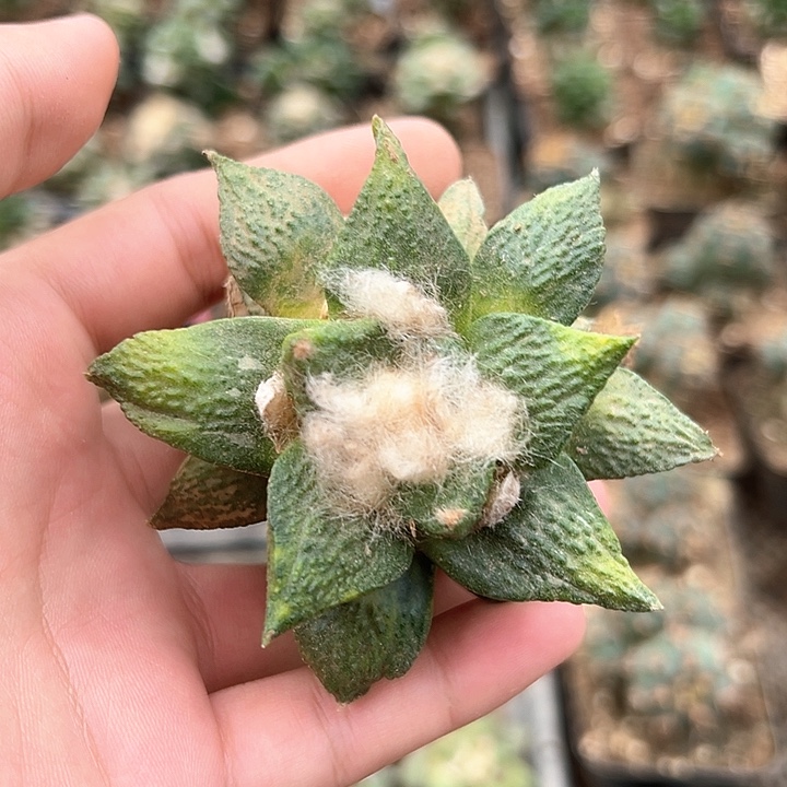 苗接草球牡丹。。    