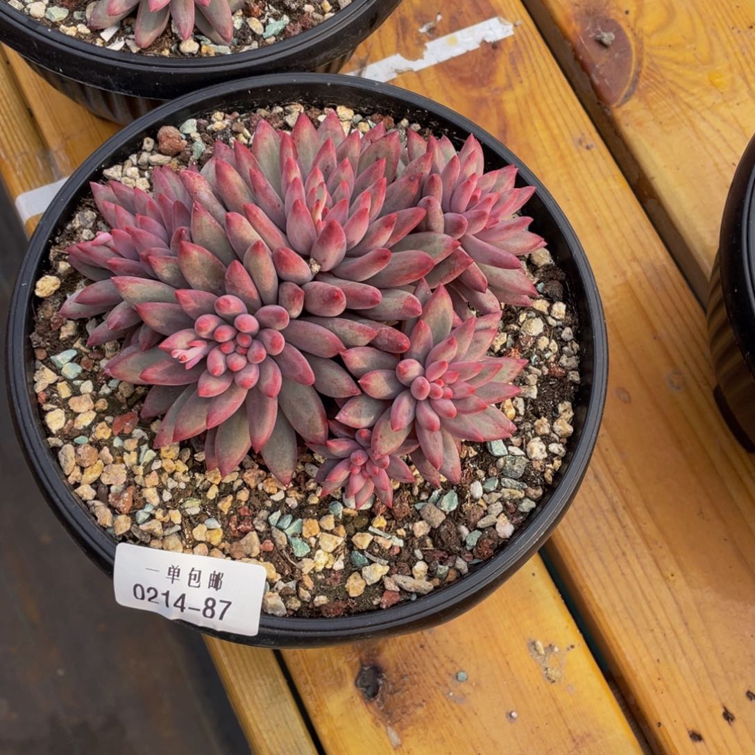 美**@0214-87-虞美人。。。。。