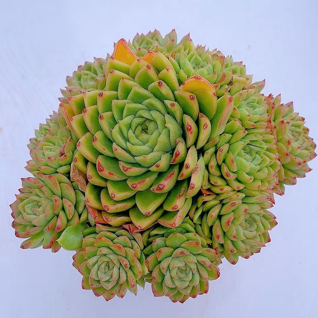 汐缘家 女王【带盆土发货】两单包邮 多肉植物 新手必拍