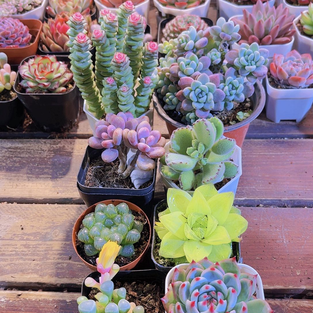 如图8盆1111111111111111111111