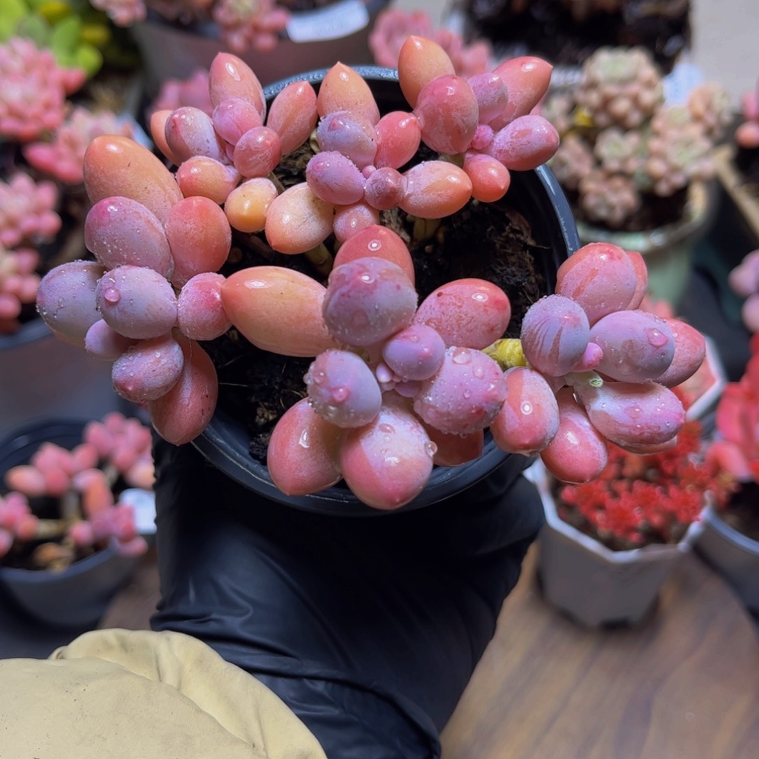 455黄金香水手指奶酪11厘米多肉