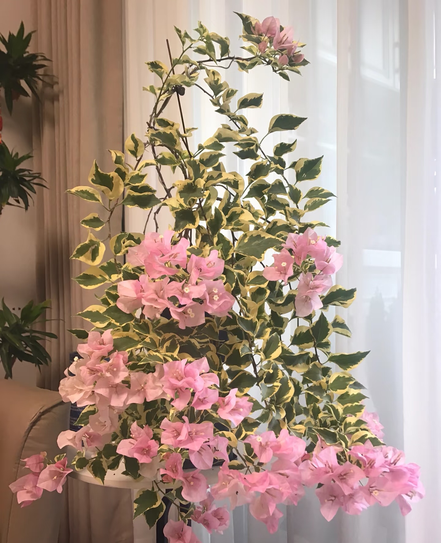 三角梅一物一拍链接