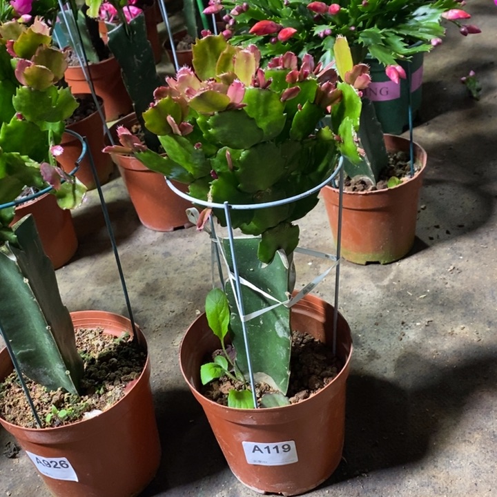 大部分花苞少量开放119嫁接037