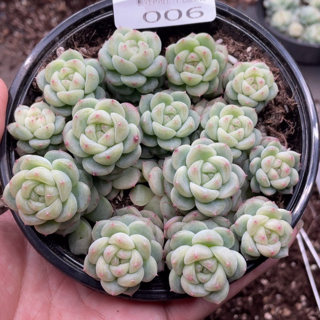 云糖心多肉植物006