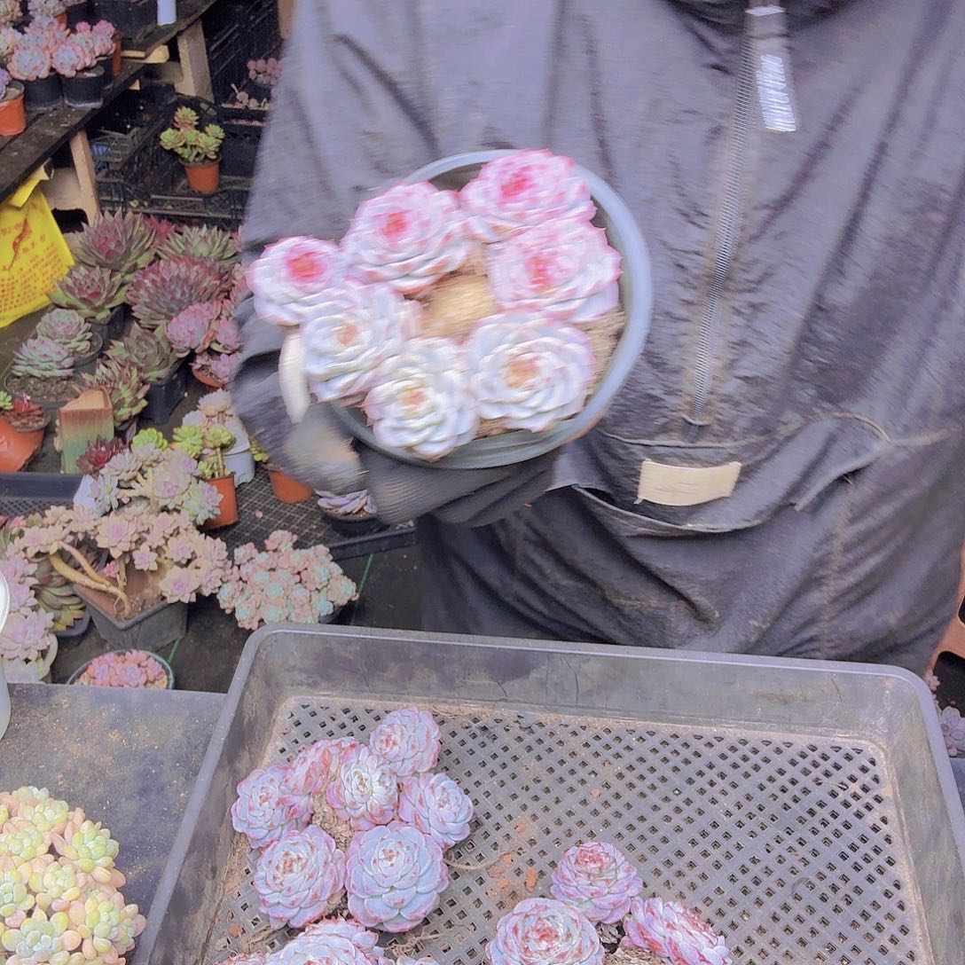 脑***Q021天鹅绒一物一拍天鹅绒