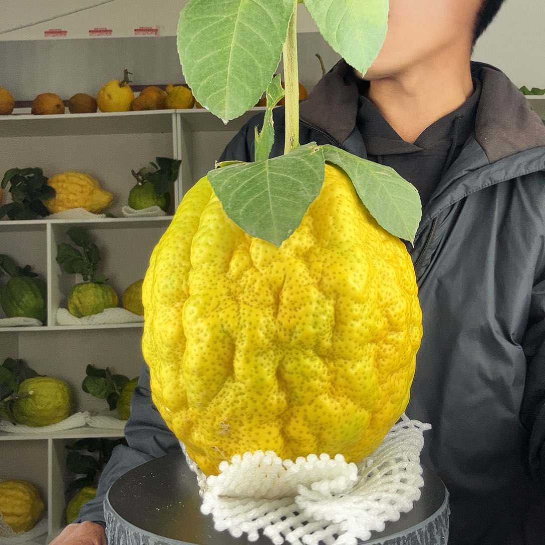 艾***哩香水柠檬云南高山大香橼