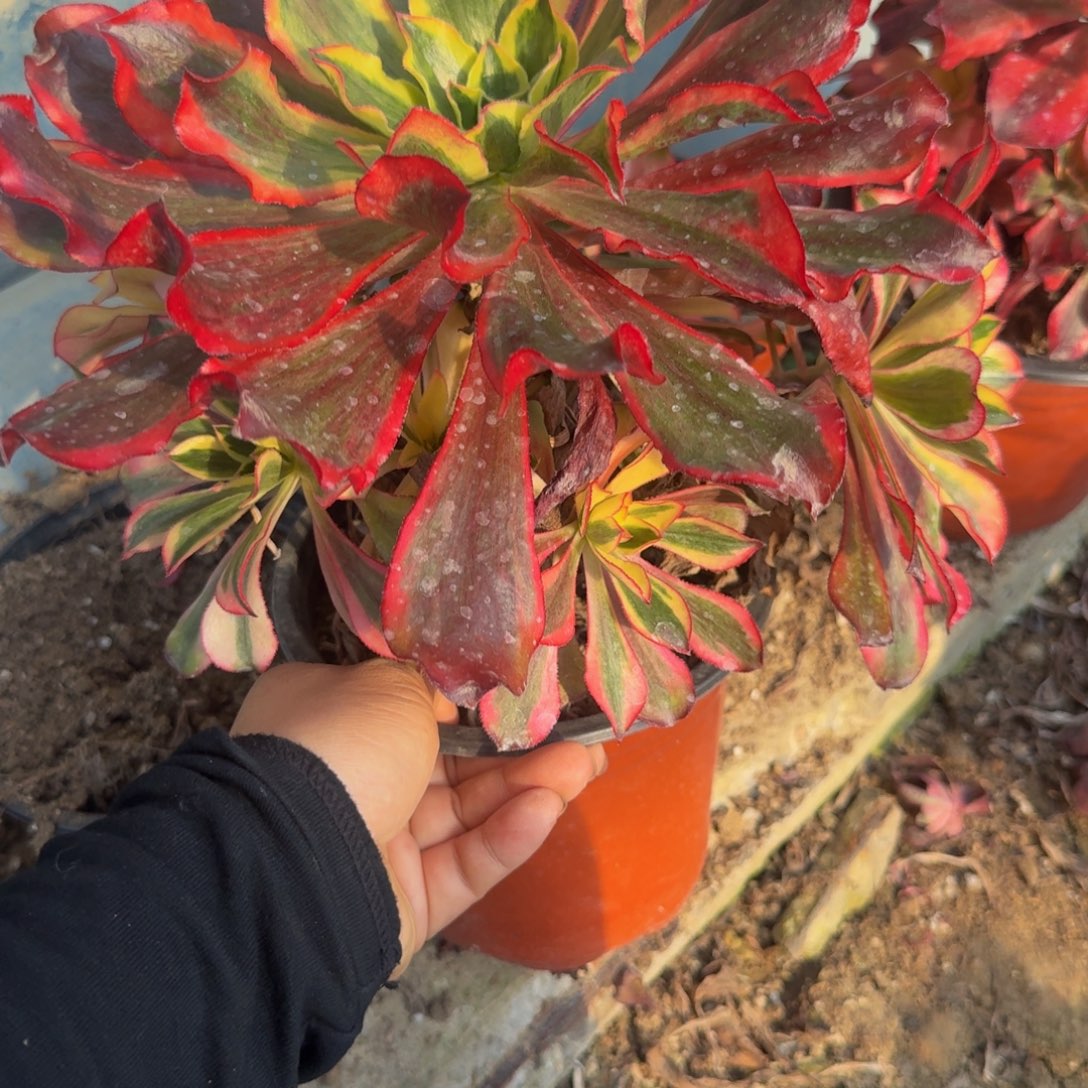 342魅影。多肉植物