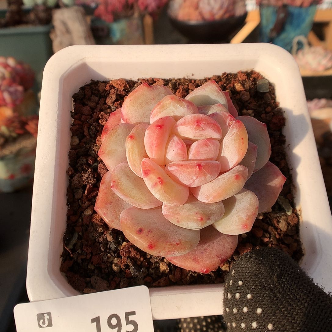 195星影多肉植物6666