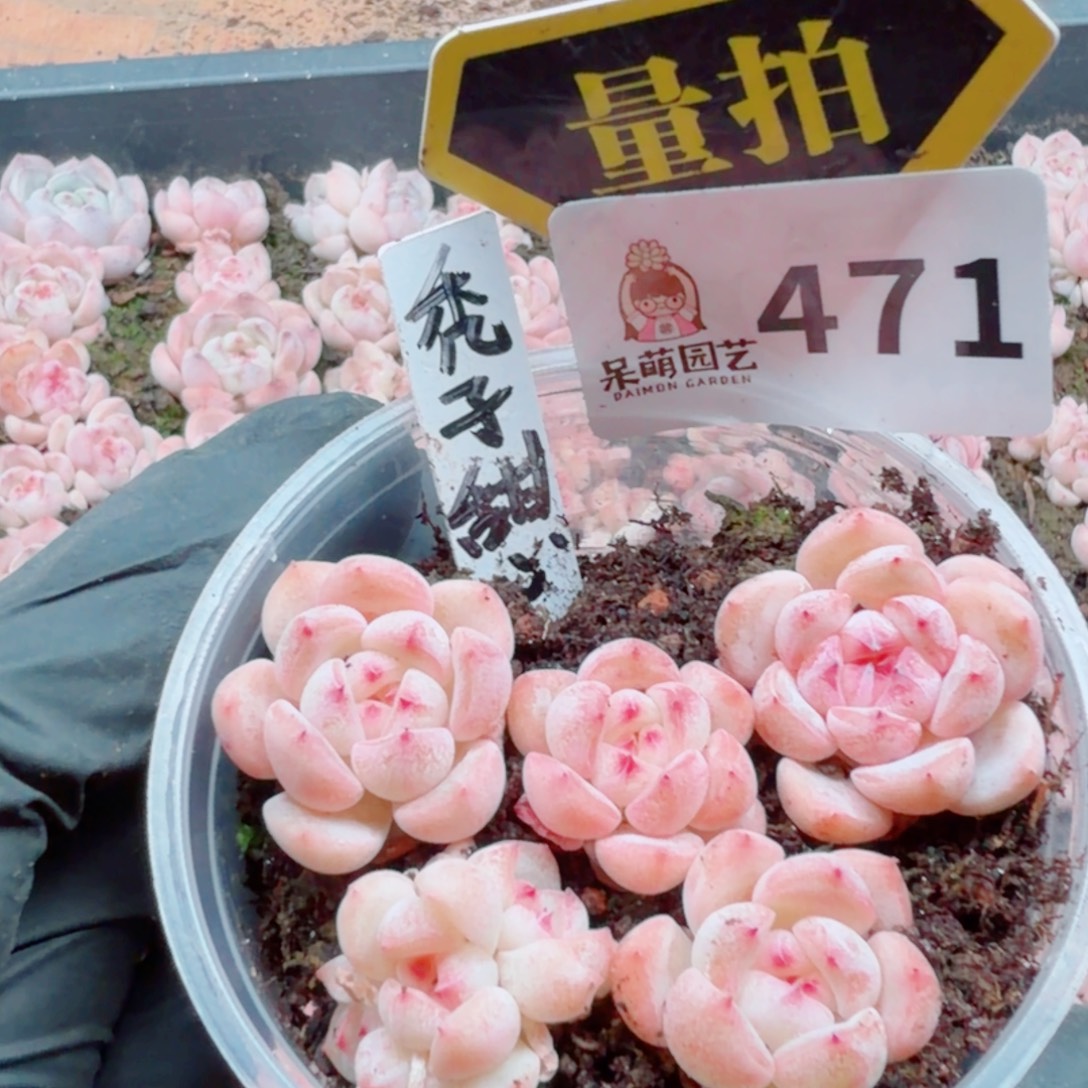 多肉植物多肉植物