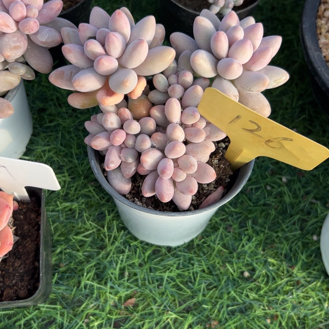 粉色恋人多肉植物