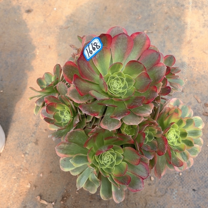 万奶白1668法师多肉