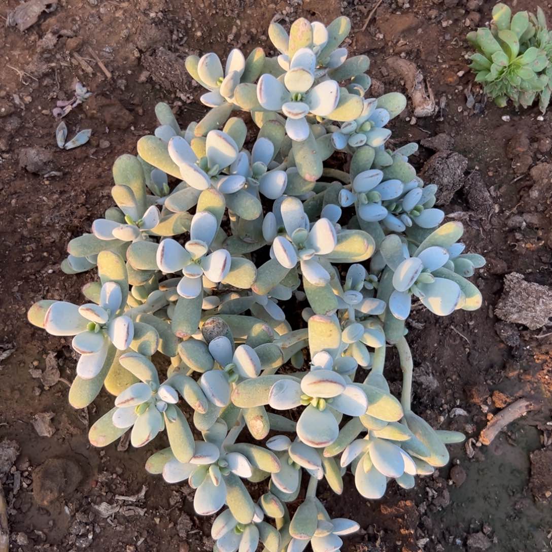 多肉亩植物在中央音乐学院