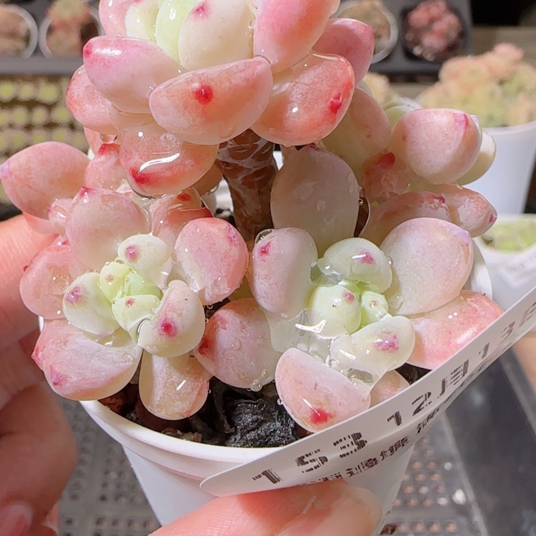 花语多肉1213-154罗琦