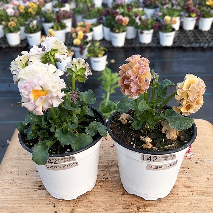 水晶抖音直播闪拍142