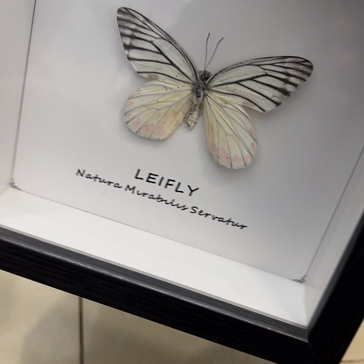 独***行蝴蝶标本定制108@