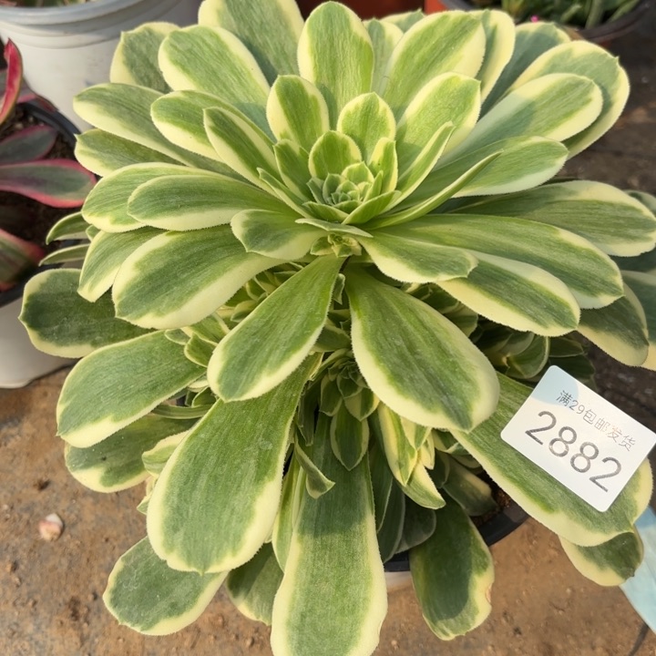 迈巴赫多肉法师2882