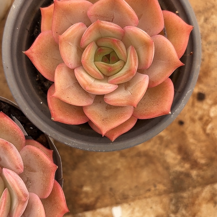 安吉丽娜（满18包邮，偏远地区1号链接拍十块运费）