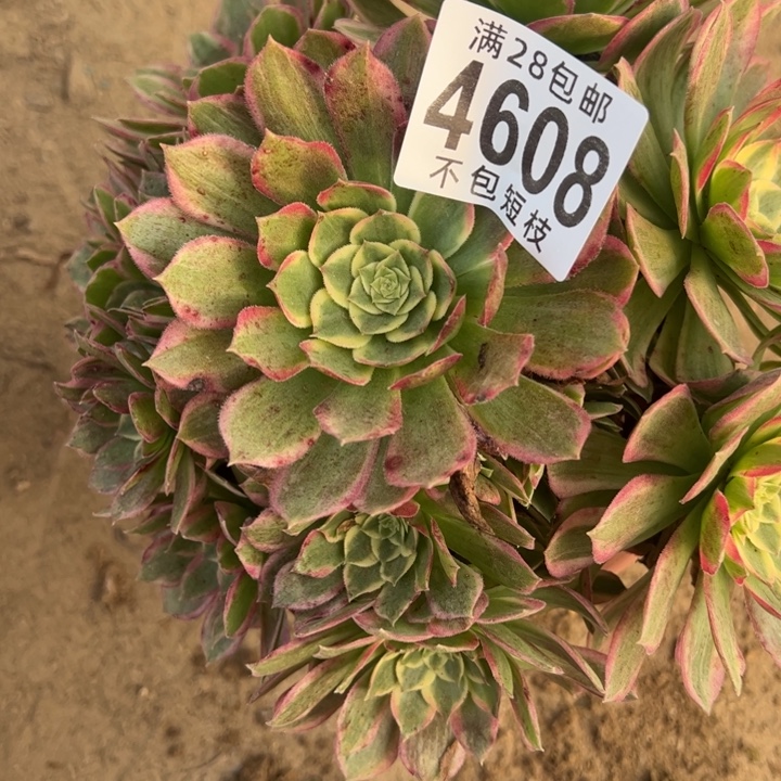 海王多肉植物法师4608