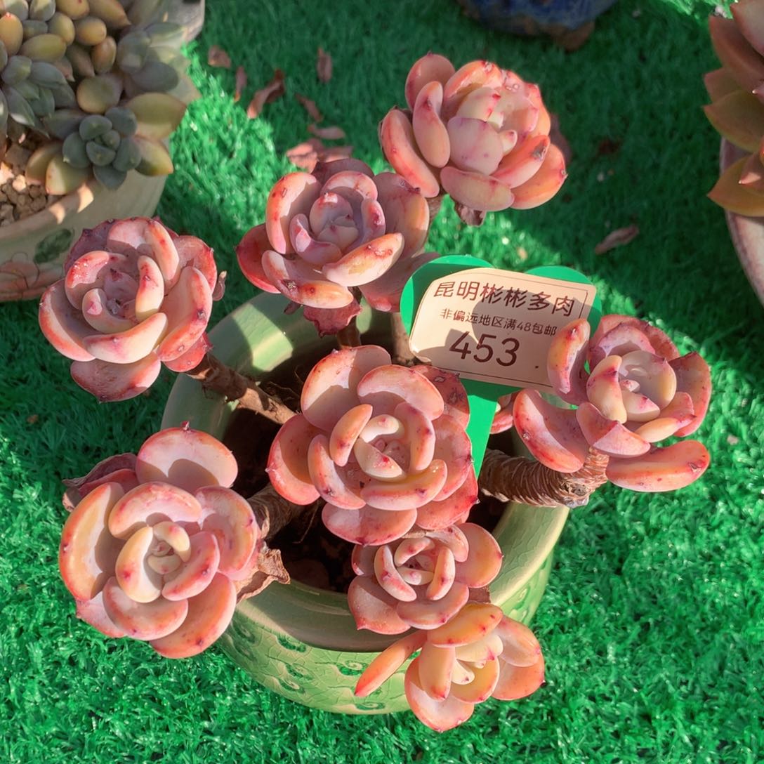 白月光老桩无砍453