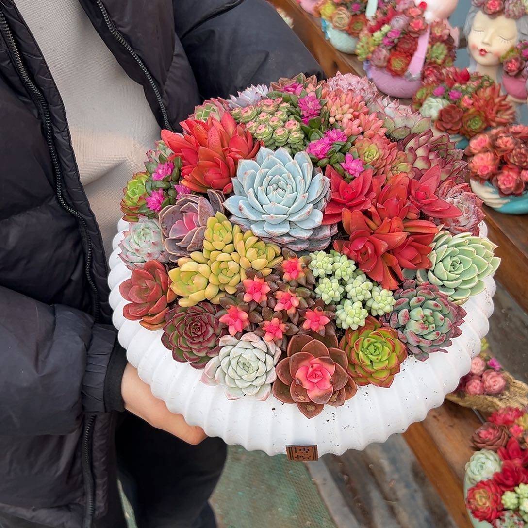 大号聚宝盆多肉组合