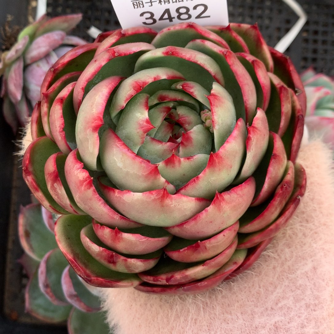 3482一物一拍11厘米