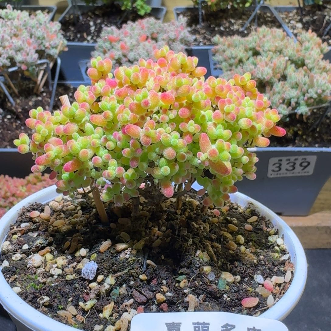 枝干番杏蜜橘糖球688