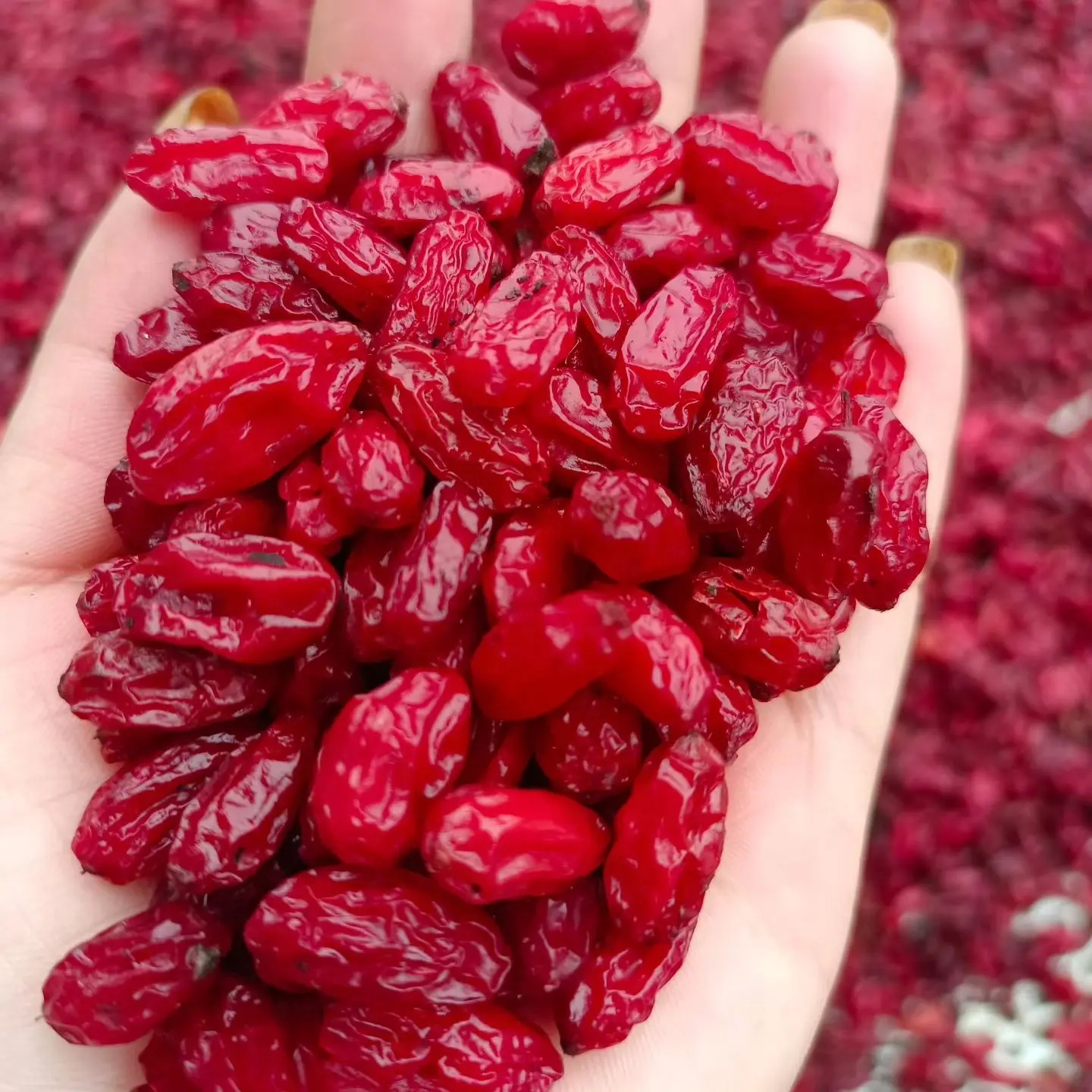 山茱萸正宗新货无核山萸肉去核枣皮干货可搭枸杞当归泡水喝