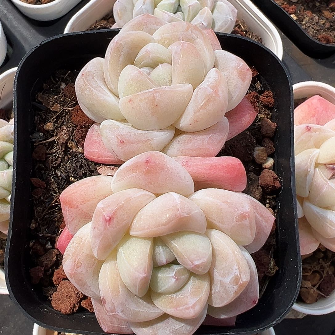 双头冰玉白底双头1250号