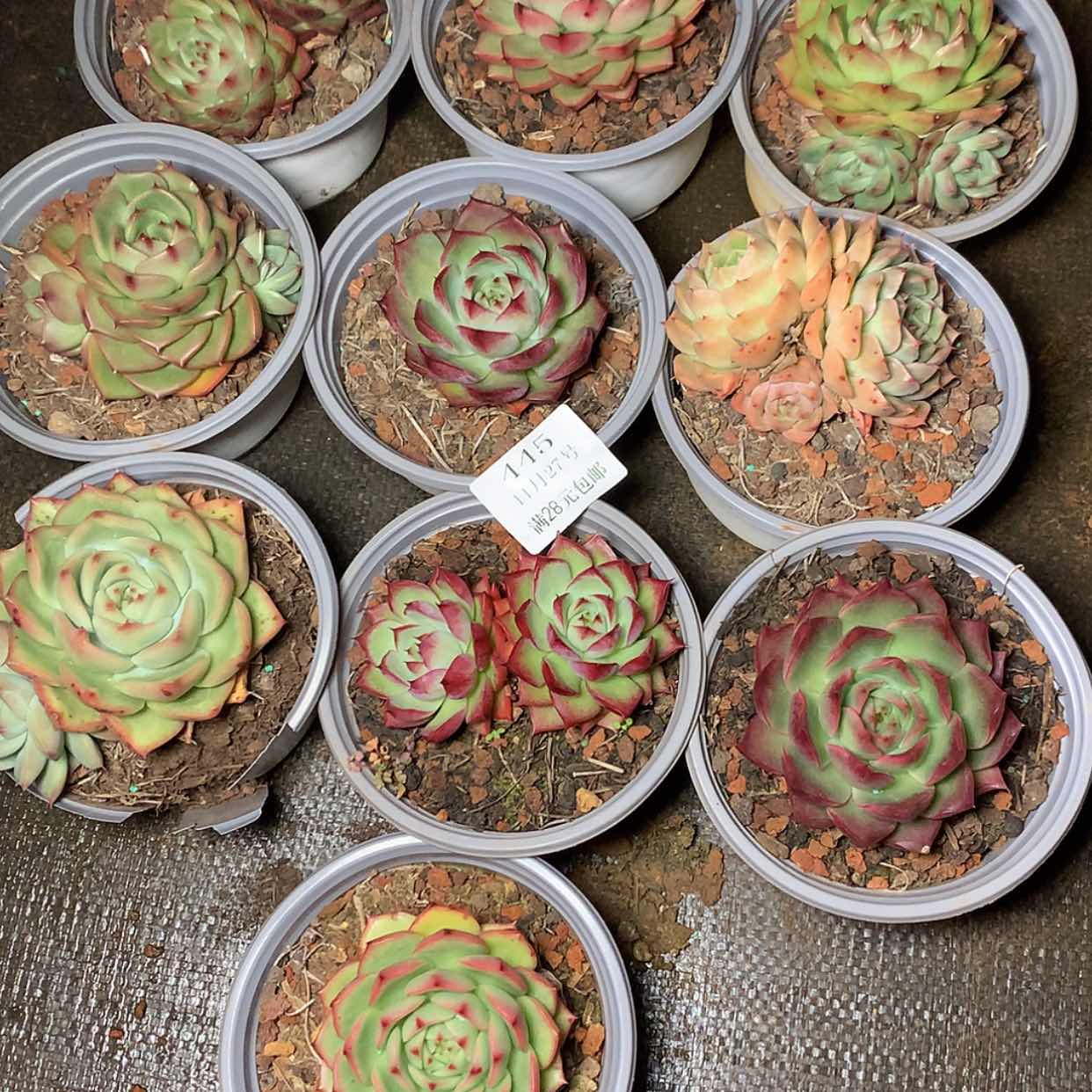 【闪购商品】云445号