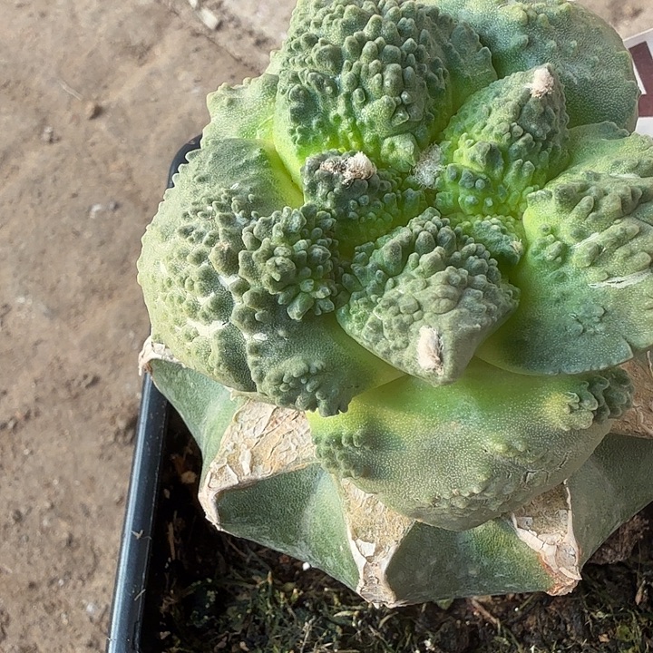 无花朵725变尤哥斯拉牡丹