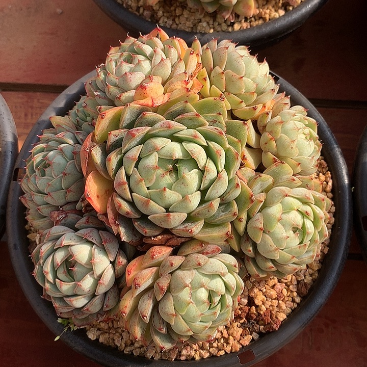 多肉植物一物一拍