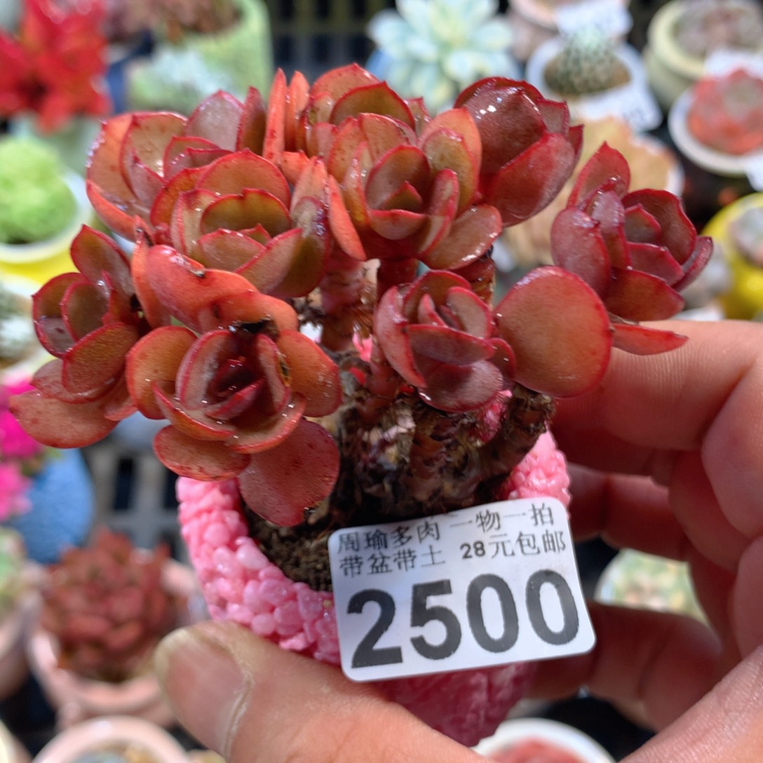 精控多肉植物2500