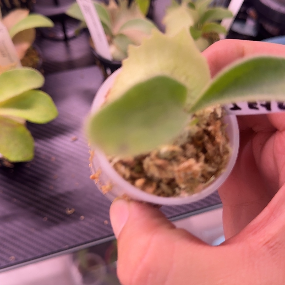 出冠野银T鹿角蕨鹿