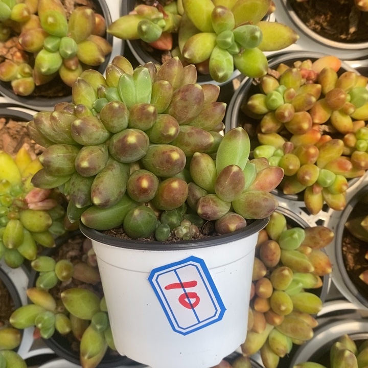 西**心一物一拍千代田10