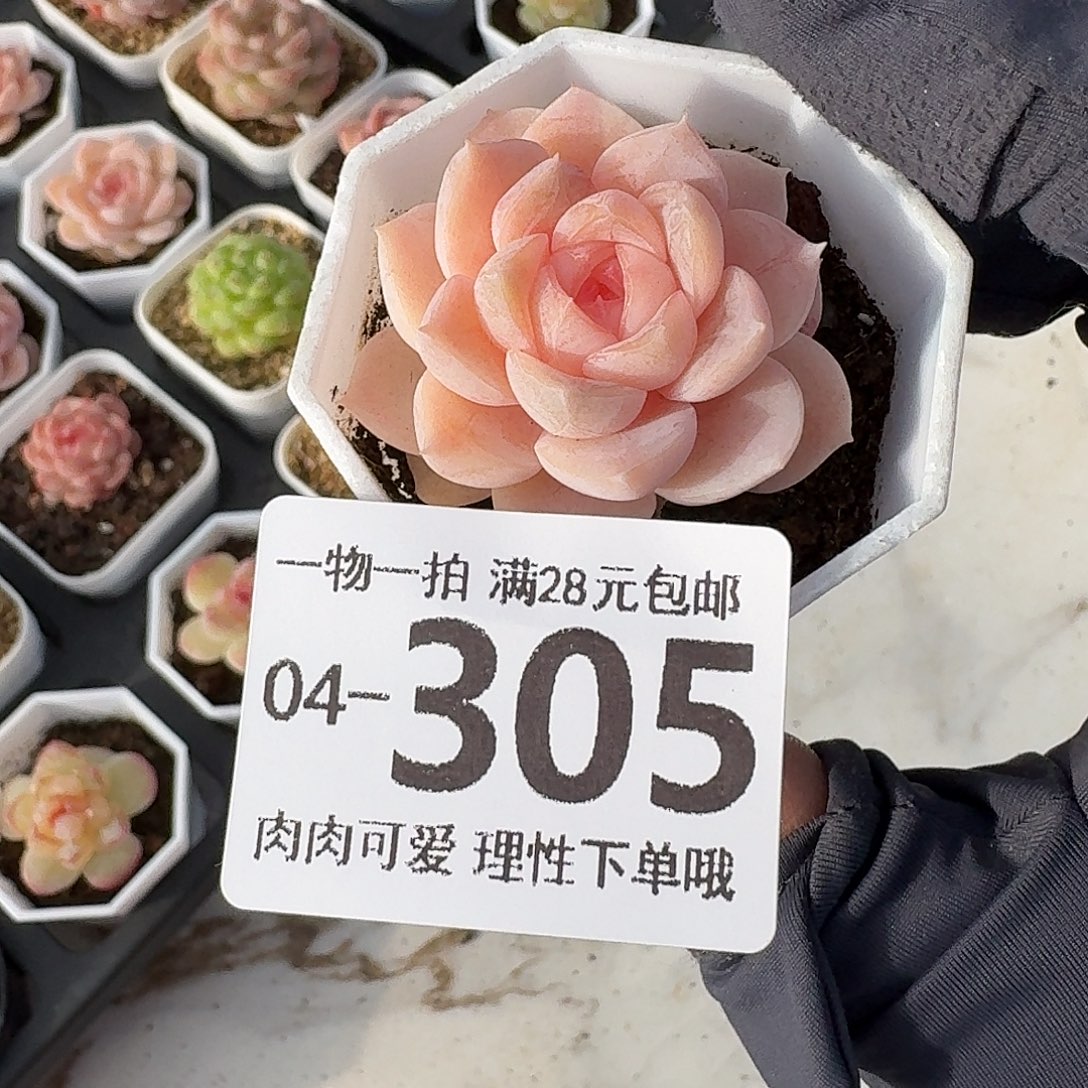 桃夭无盆土发货无