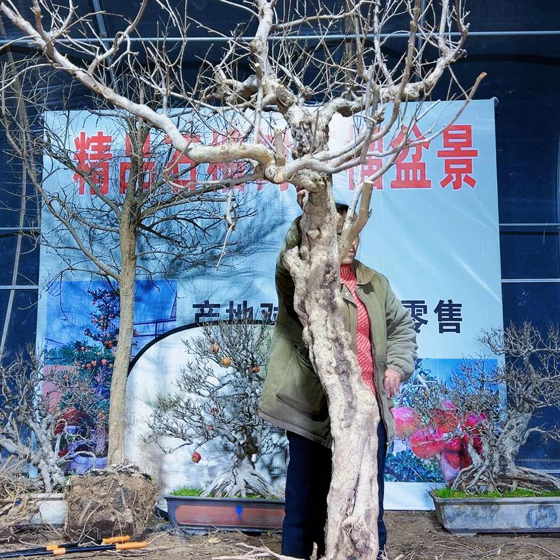 无花朵健健康康快快乐乐