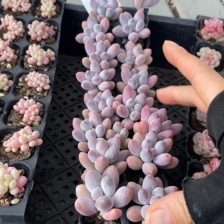 165 多肉植物盆栽花卉