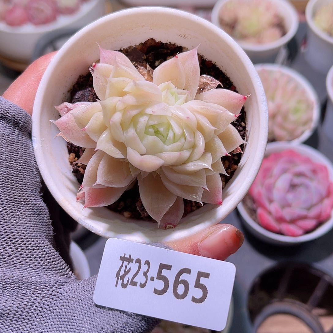 花23-565麦秆单头